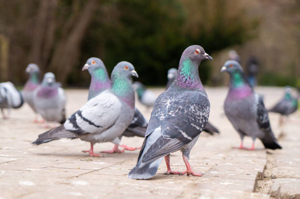 istock Feeding pigeons on the street 1394047548