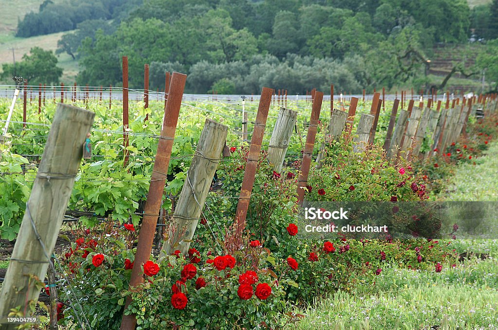 Red roses in the vineyard California vineyard with red roses marking the rows California Stock Photo