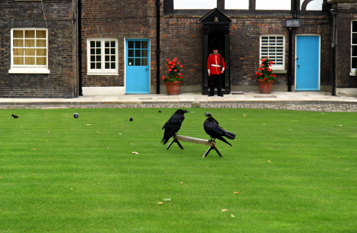 Tower of London Ravens.
