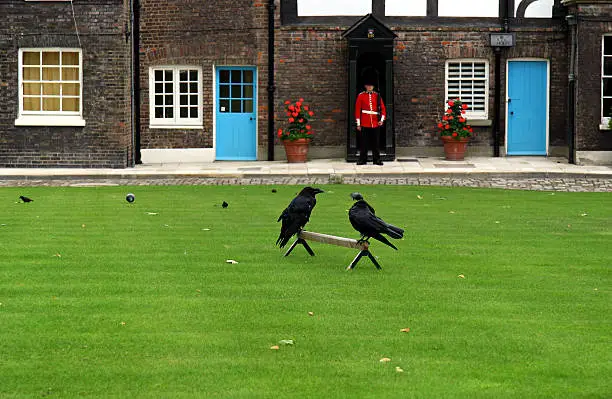 The Ravens at the Tower of London with Royal Guard in background. Legend dictates that if the ravens ever leave the tower, the tower and England would fall. (London, England)