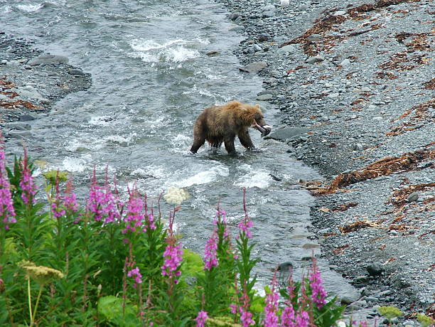 Grizzly fishing for spawning salmon, Alaska