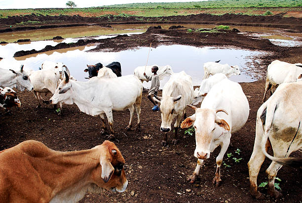 ethiopia stock photo