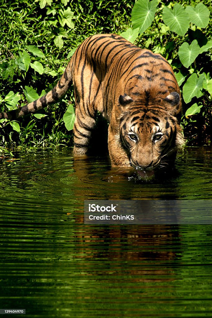 Tygrys malajski - Zbiór zdjęć royalty-free (Tygrys)