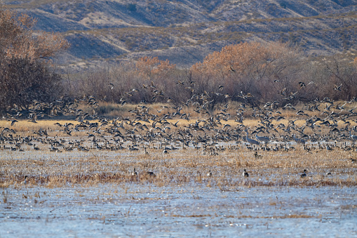 Huge flocks OF Mallard and Pintail ducks take flight together over marsh in wildlife refuge in New Mexico in southern United States of America (USA).