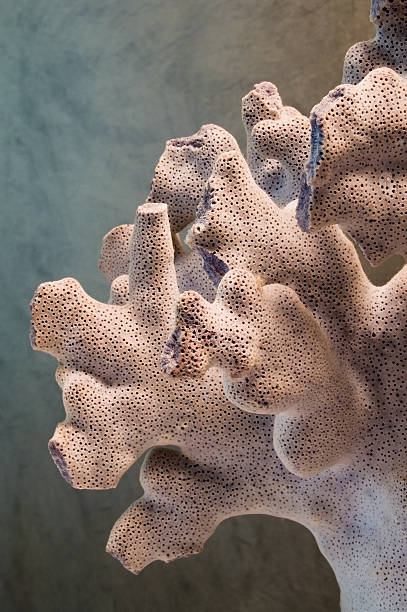 istock Coral 139405046