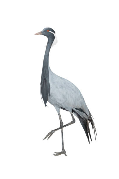 istock crane (anthropoides virgo) isolated on white background 1394050780
