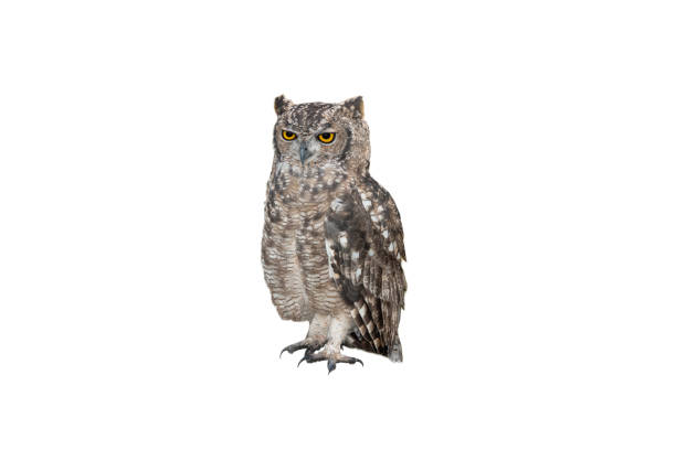 istock old owl on a white background 1394050784