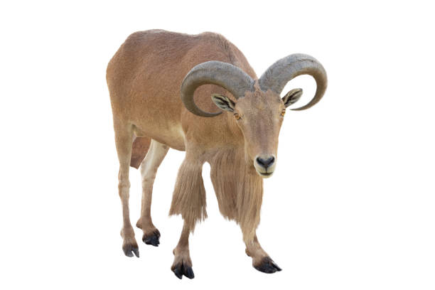 istock maned ram isolated on white background 1394050786