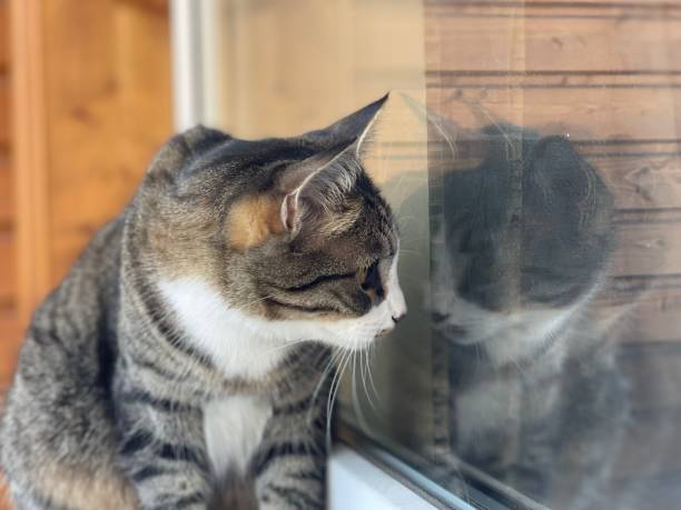istock Young gray beautiful cat 1394051015