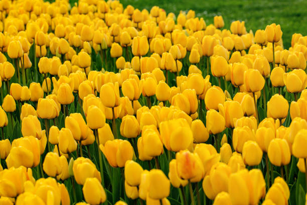 istock Field of Yellow Tulips 1394051862