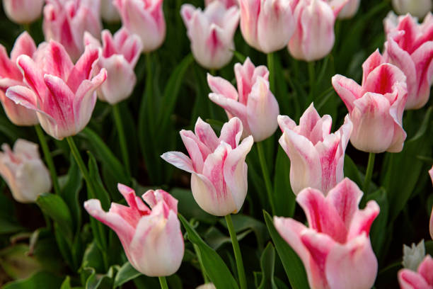 istock Gentle pastel pink tulips. 1394051876