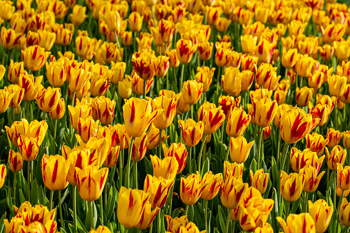 Tulips Variety olden Parade. Floral background.