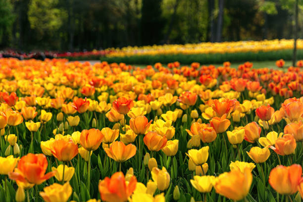 istock Field of yellow Tulips 1394052062