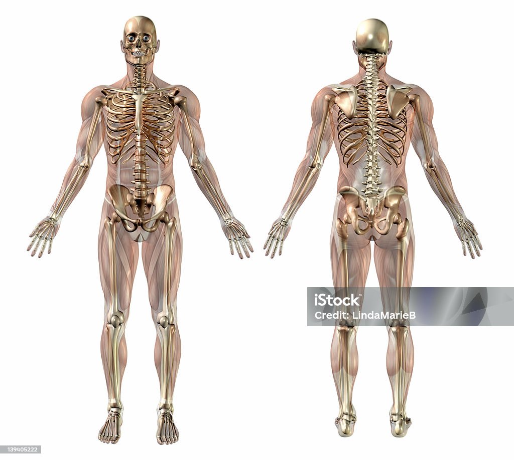 Macho esqueleto con Semi-transparente músculos-Fachada trasera - Foto de stock de Esqueleto humano libre de derechos