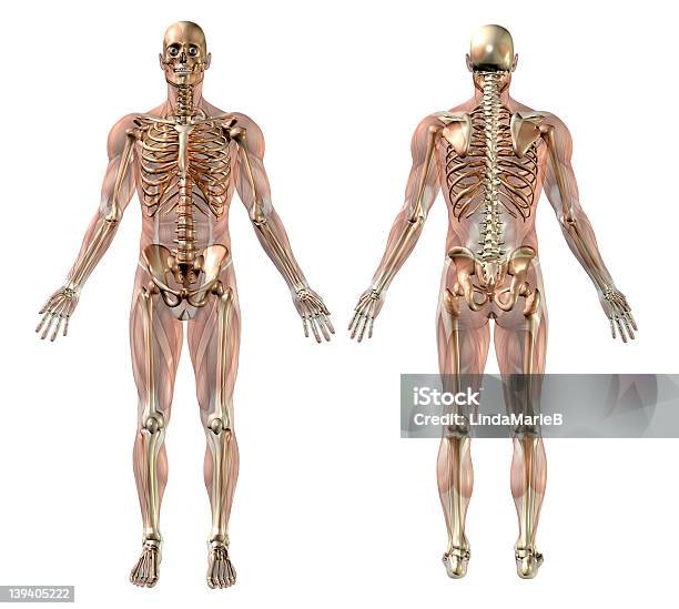 Macho Esqueleto Con Semitransparente Músculosfachada Trasera Foto de stock y más banco de imágenes de Esqueleto humano