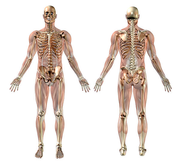 Male Skeleton with Semi-transparent Muscles - Front-Back stock photo