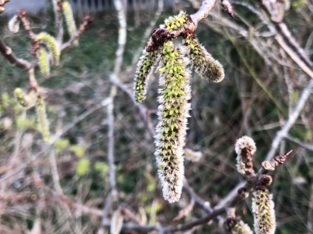 istock Aspen (Populus tremula) - Flowers / catkins 1394052325