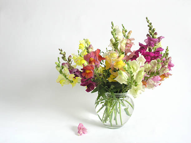 Flores de verano - foto de stock