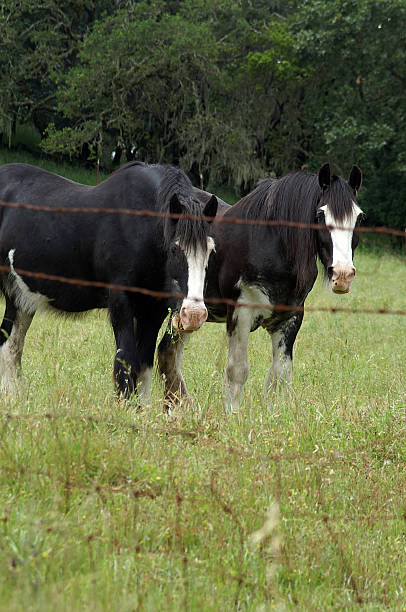 istock Horses of Sonoma Valley 139405308