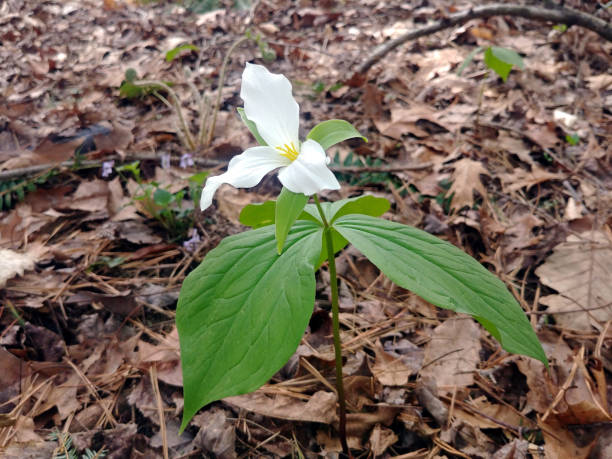 istock White Trillium Flower in the Woods 1394053434