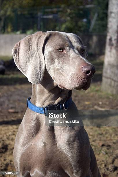 Weimaraner Stock Photo - Download Image Now - Animal, Close-up, Dog