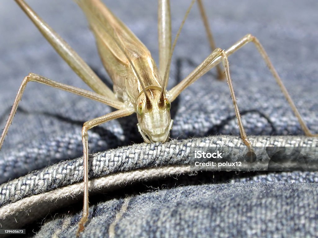 Sauterelle sur un jean - Photo de Antennes libre de droits