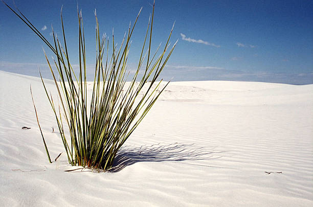 istock Desert and Plant 139405680