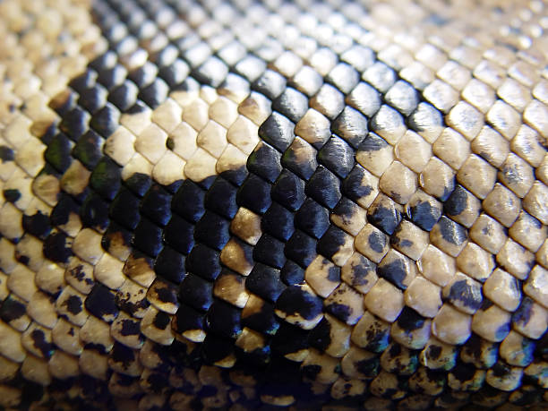 istock Snake Skin 139405699