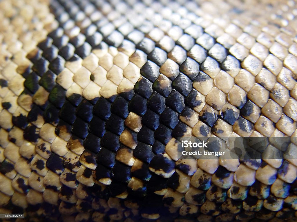 Pele de Cobra - Royalty-free Boa Foto de stock