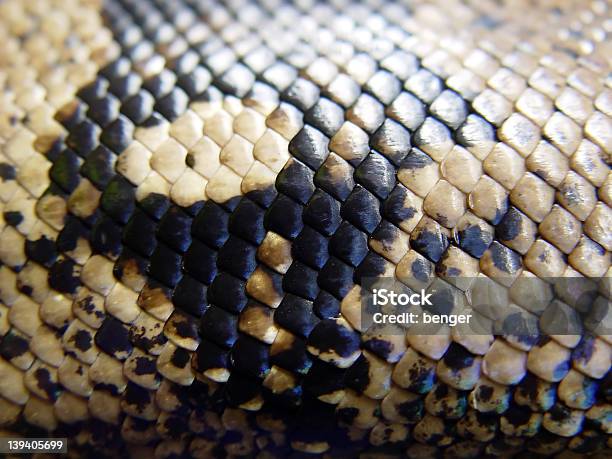 Pele De Cobra - Fotografias de stock e mais imagens de Boa - Boa, Cobra, Fotografia - Imagem