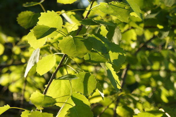 Aspen (Populus tremula) - Leaves stock photo