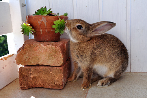 Young rabbit eating a pot plant on a home balcony