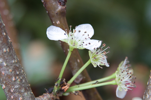 Pear tree blooms white flowering blooms