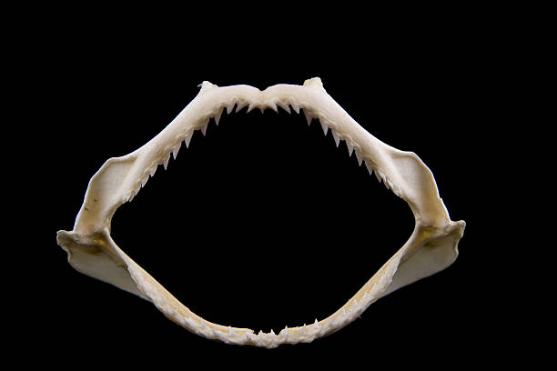 istock Shark Jaw  on Black Background 139405977