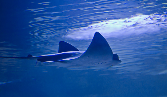 Rajiformes stingray