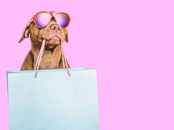 симпатичный, симпатичный коричневый щенок и сумка для покупок - sale bag shopping retail стоковые фото и изображения