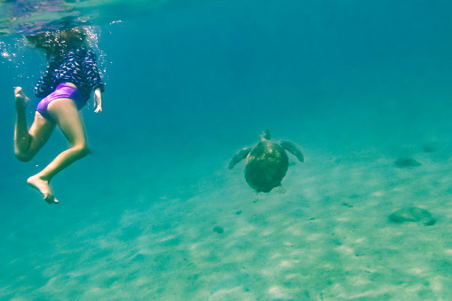 A green sea turtle swimming in shallow water.