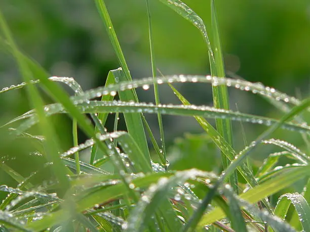 Dew on the grass with the first lights of the warm morning sun