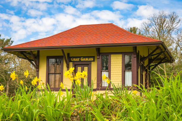 Bourne, Massachusetts, USA April 27, 2022-Yellow daffodils bloom in front of the old Gray Gables railroad station.  This small station was built for and used only by President Grover Cleveland who spent part of his presidential   summers (1893-1896) nearby while in office at the first summer White House on Cape Cod.