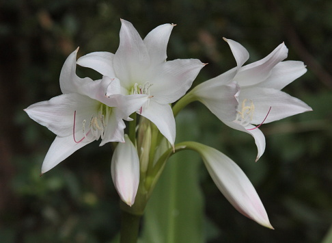 white amaryllis