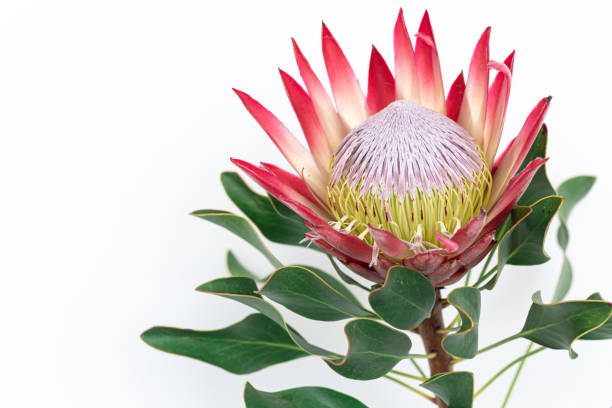 istock Beautiful protea flower on a white background isolated. 1394062782