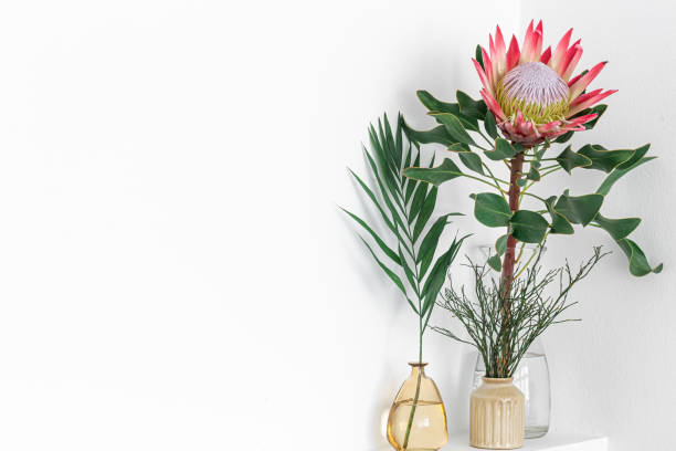 istock Beautiful protea flower on a white background isolated. 1394062792