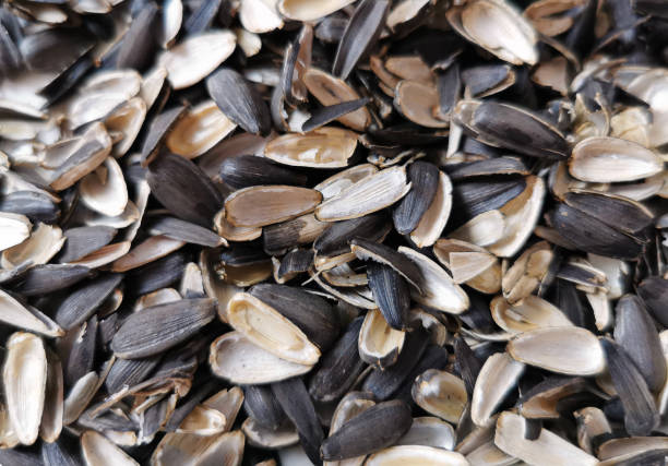 istock Sunflower empty seed shells. A mountain of garbage from a sunflower 1394062836