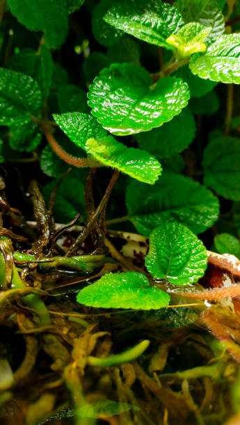 Pilea Nummulariifolia plant growing on a lotus flower container - Pilea Nummulariifolia The pilea plant I photographed grows on a lotus plant pot pilea nummulariifolia stock pictures, royalty-free photos & images