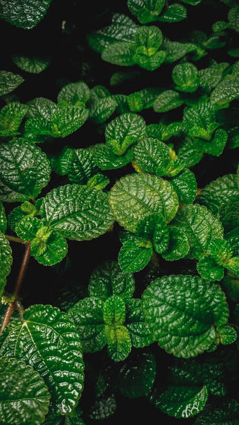 Pilea Nummulariifolia plant that grows quickly and easily - Pilea Nummulariifolia The fresh green Pilea plant is a vine that grows densely and grows fast pilea nummulariifolia stock pictures, royalty-free photos & images