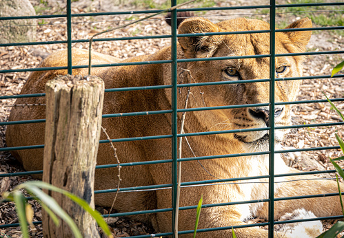 Beautiful noble lion in a cage in a zoo, wild animal life in captivity.