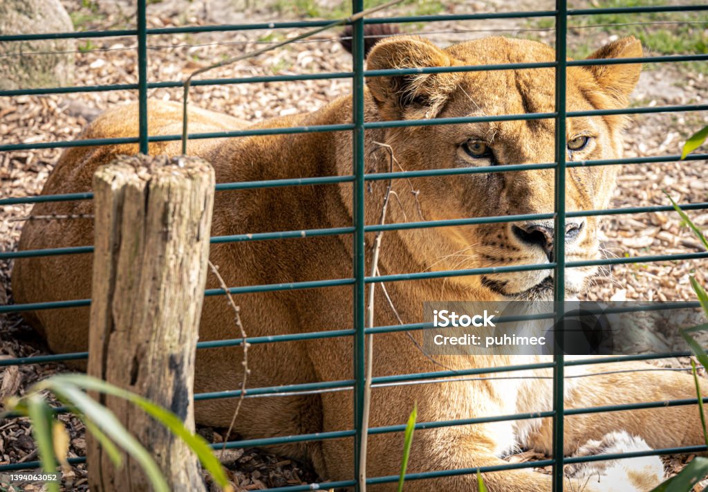 Beautiful noble lion in a cage in a zoo. Beautiful noble lion in a cage in a zoo, wild animal life in captivity. Animals In Captivity Stock Photo