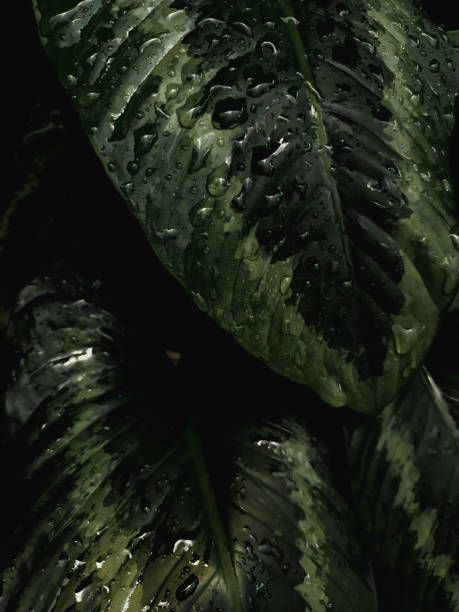 istock Fresh green ornamental plants that get splashed by water - Aglaonema 1394063059