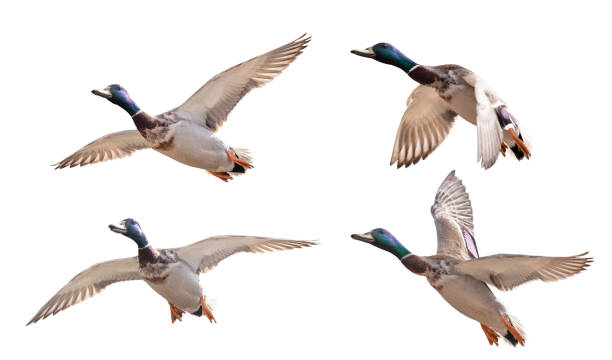 istock mallard duck four drakes in flight isolated on white 1394063109