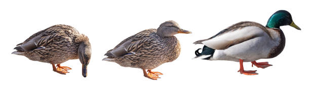 istock three standing mallard ducks isolated on white 1394063148